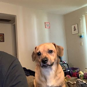 Meet your Posher, Rose